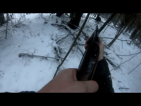 Видео: ОХОТА НА КАБАНА И ЛОСЯ С ЛАЙКАМИ. ОПЯТЬ КАБАН АТАКУЕТ СОБАК.