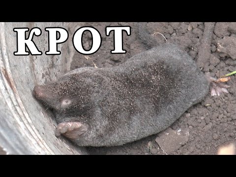 Видео: Как поймать КРОТА на ВЕДРО ?