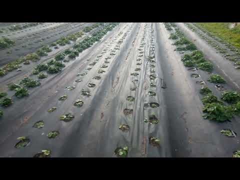 Видео: Первый опыт хранения рассады на зиму