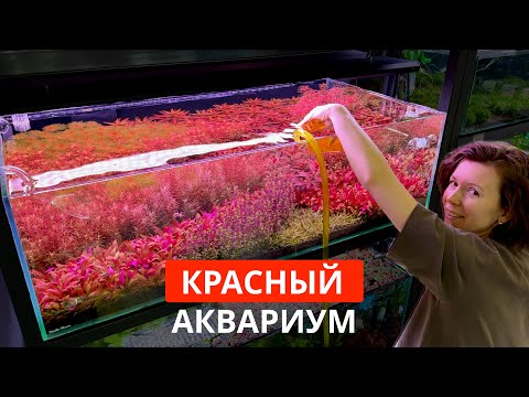 Видео: Аквариум с КРАСНЫМИ растениями | Запуск на меристеме | Стрижка растений | Маша Блюм