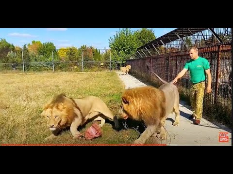 Видео: Экстремально КОРМИМ молодых ЛЬВОВ!