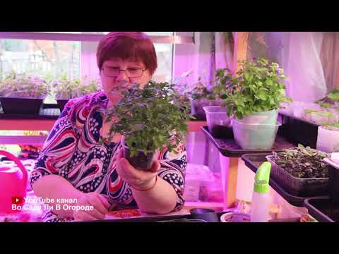 Видео: САМЫЙ НАДЕЖНЫЙ И ПРОВЕРЕННЫЙ СПОСОБ ПОСЕВА ТОМАТОВ.