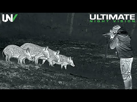 Видео: охотник уничтожил 90 кабанов с помощью тепловизора