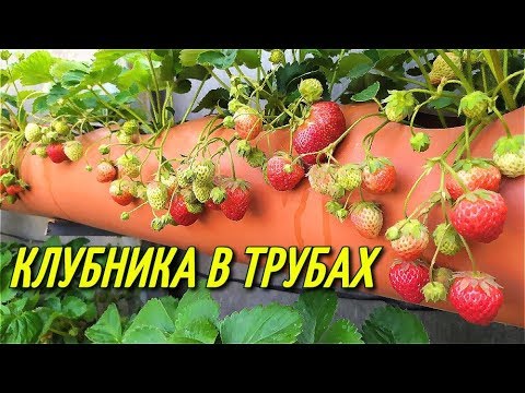 Видео: КЛУБНИКА В ТРУБАХ/Урожай клубники.