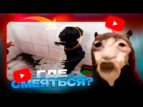 Видео: Давг смотрит ЗАСМЕЯЛСЯ ПРОИГРАЛ