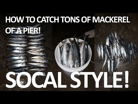 Видео: Как поймать скумбрию с пирса в стиле SOCAL