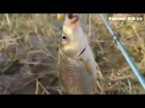 Видео: Балиқ ови. Яхши ов булди куриб дам олинг. #баликови #рыбалка #telegram 