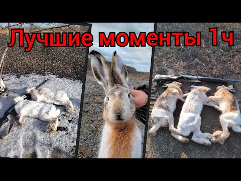 Видео: Лучшие моменты.Охота на зайца . 12 зайцев ! Только выстрелы,