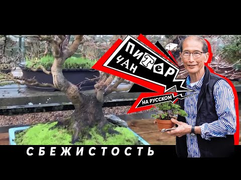 Видео: Как Развивать Сбежистость Бонсай
