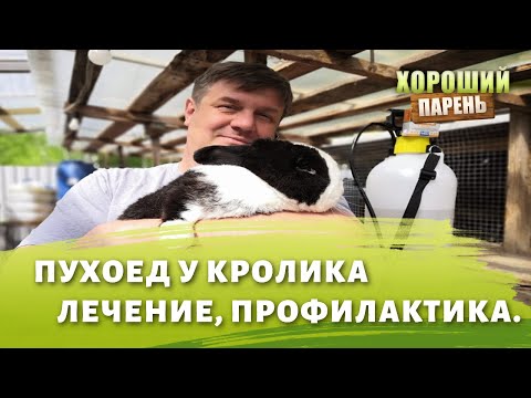 Видео: пухоед у кроликов лечение профилактика