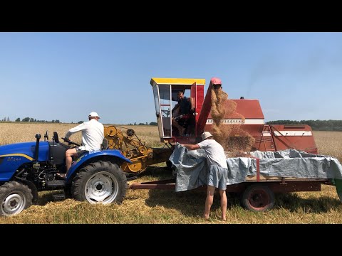 Видео: Молотимо пшеницю. Massey Ferguson -186 з жаткою від sampo та саморобна січкарня