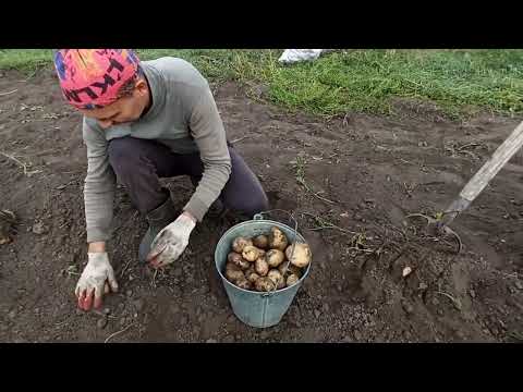 Видео: Первые испытания самодельной картофелекопалки для минитрактора. Уборка урожая в деревне