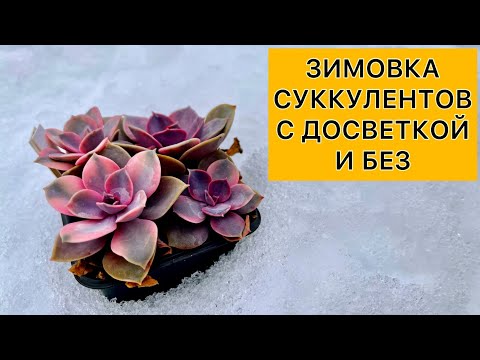 Видео: Зимовка кактусов и суккулентов с досветкой и без. Как выглядят растения зимой. Кто теряет красоту