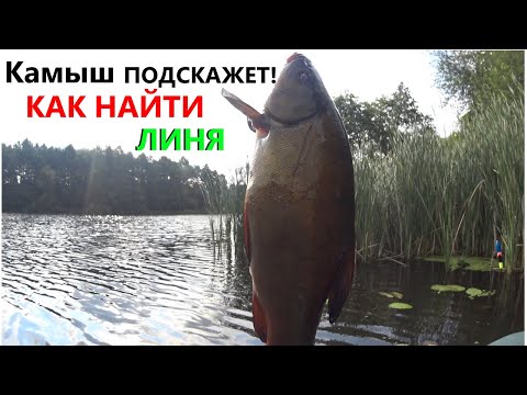 Видео: В ДИКОМ МЕСТЕ на СТРАШНОЙ КАНАВЕ КЛЮЮТ МОНСТРЫ.РЫБАЛКА.
