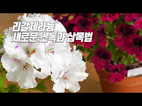 Видео: Внедрение нового метода дезинфекции и метода черенкования (метод закрытого укоренения) герани