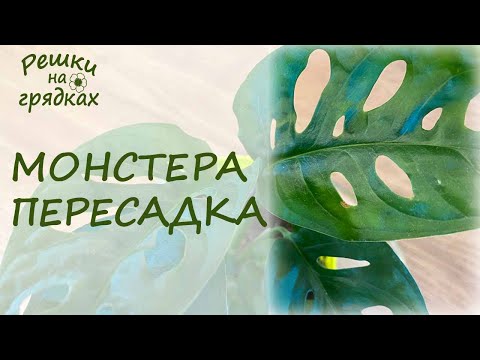 Видео: Монстера Пересадка Уход после пересадки