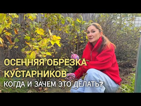 Видео: Обрезка плодовых кустарников осенью | Почему важно делать это именно сейчас