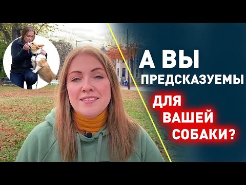 Видео: Главная ОШИБКА воспитания щенка. О чем не говорят кинологи?