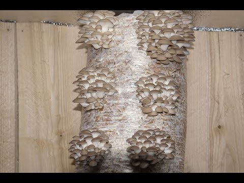 Видео: вешенка, как сделать блок правильно - oyster, how to pack correctly -