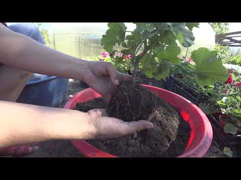 Видео: ПЕЛАРГОНИЯ  из КЛУМБЫ "РАБОТА ✔2" В АВГУСТЕ