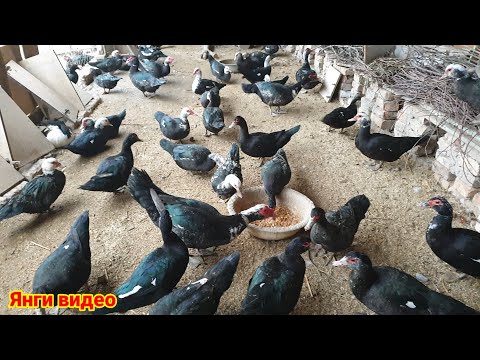 Видео: Паррандачилик бизнеси Индоутка урдакларини бокиш хакида
