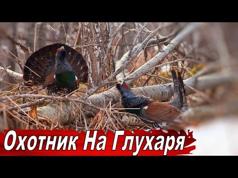 Видео: Охота на Глухаря  Документальный фильм ОХОТНИК НА ГЛУХАРЯ.