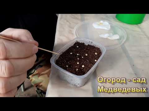 Видео: Замачивание, посев  и всходы перцев и баклажанов