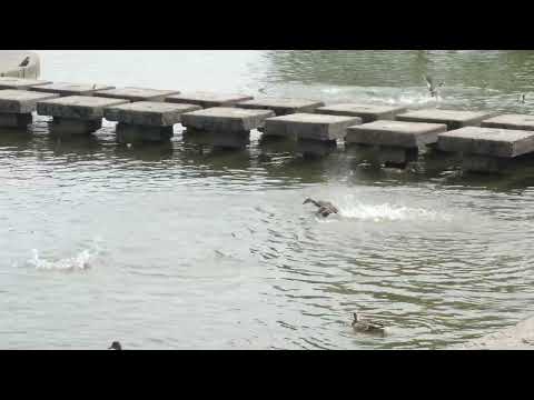 Видео: Утки на реке резвятся. Утиные истории. The ducks on the river. The birds on the river. Minsk nature.