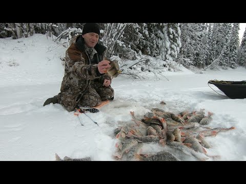 Видео: НАШЁЛ ЛУНКУ ПОЛНУЮ ОКУНЕЙ НА ЗАТЕРЯННОМ РУЧЬЕ! ШИКАРНАЯ ЗИМНЯЯ РЫБАЛКА ПО ПЕРВОМУ ЛЬДУ КАК В СКАЗКЕ!