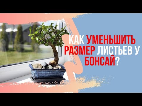 Видео: Как уменьшить размер листьев у БОНСАЙ