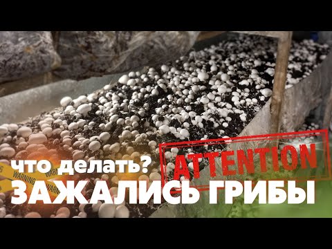 Видео: Как прополоть.Все грибы зажались,выращивание шампиньонов,сбор грибов