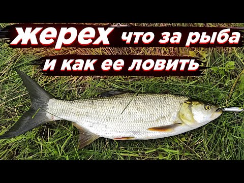 Видео: Жерех - что за рыба и как ее ловить