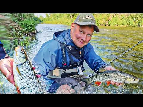 Видео: РАЗДАЧА голавля. Клюет с первого заброса. Рыбалка в июне