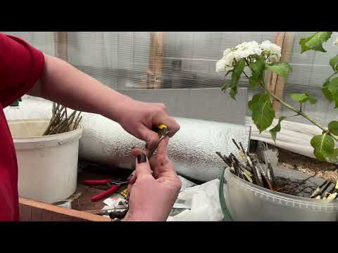 Видео: Учимся прививать.  Прививка плодовых деревьев.