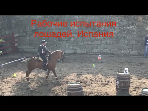 Видео: Рабочие испытания лошадей. Испания