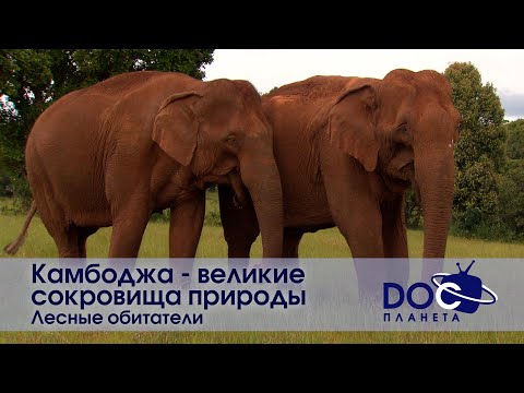 Видео: Камбоджа - Великие Сокровища Природы - Фильм 1.Лесные обитатели - Документальный фильм