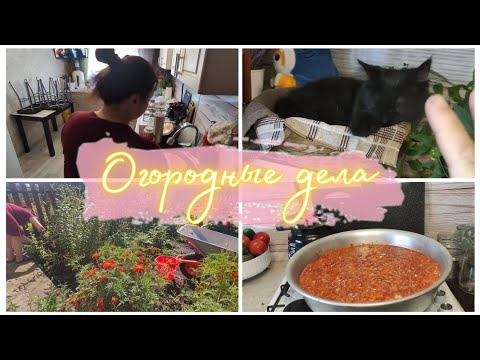 Видео: огородные дела.