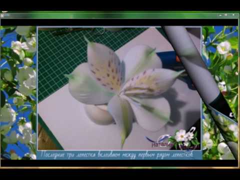 Видео: альстромерия часть 2