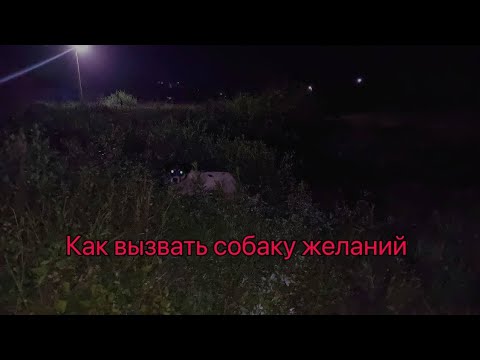 Видео: Как вызвать собаку желаний