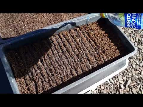 Видео: Правильная подготовка грунта и посев семян кальциолярии и цинерарии к 8 марта. 