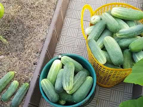 Видео: Еще одна неделя пронеслась в делах...