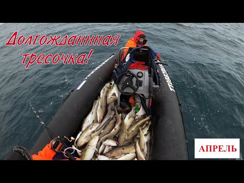 Видео: УДАЧНОЕ ОТКРЫТИЕ СЕЗОНА МОРСКОЙ РЫБАЛКИ / SUCCESSFUL OPENING OF THE SEA FISHING SEASON