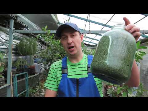 Видео: Ряска самый выгодный и полезный корм для кур несушек.