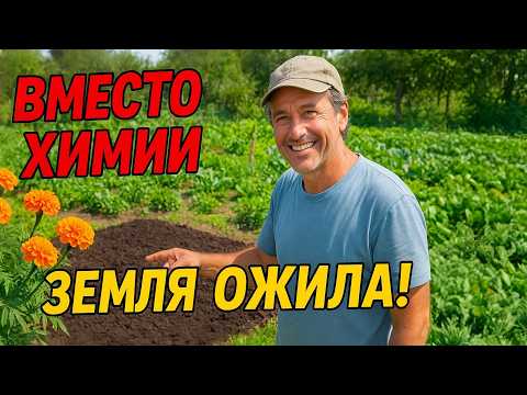 Видео: Бархатцы как Сидерат Против Химии. Земля ожила всего за 2 сезона
