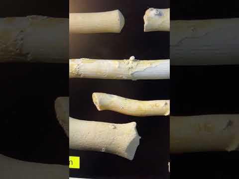 Видео: Бамбуковый коралл: коралл или водоросли?