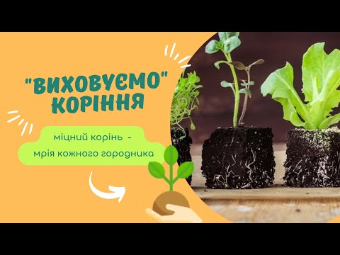 Видео: Як зміцнити корінь розсади: прості дієві поради