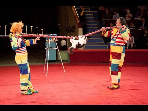 Видео: " Кошки и Клоуны " (передача о цирке № 2, 29 июнь 2014) Алматинский цирк