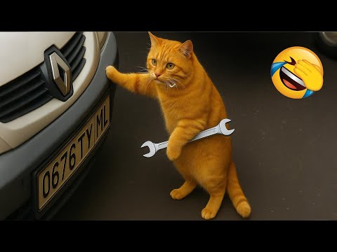 Видео: Озорные животные заставят вас смеяться до слёз 😂