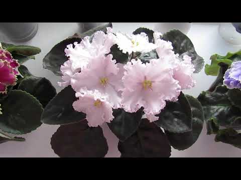 Видео: Фиалки На Окне 🌿 Цветение Фиалок