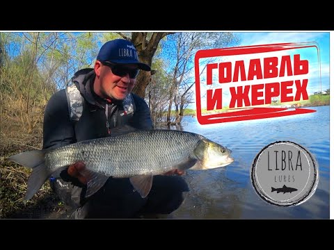 Видео: Голавль и жерех на личинки Libra Lures.